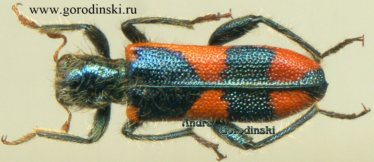 http://www.gorodinski.ru/oth_col/Trichodes nobilis.jpg